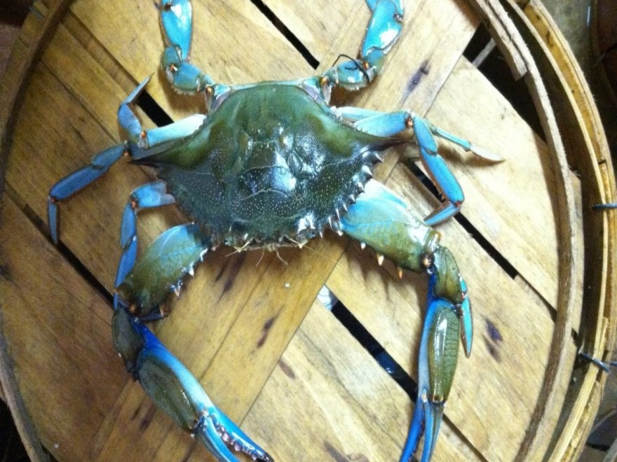 Rippons Seafood Rippons Seafood