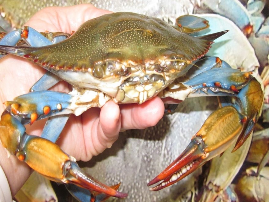 Victoria's Seafood & Crabs Carryout Victoria's Seafood & Crabs Carryout
