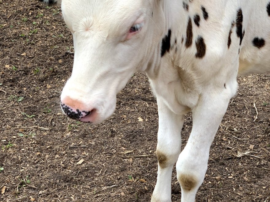 Chesapeake Bay Farms